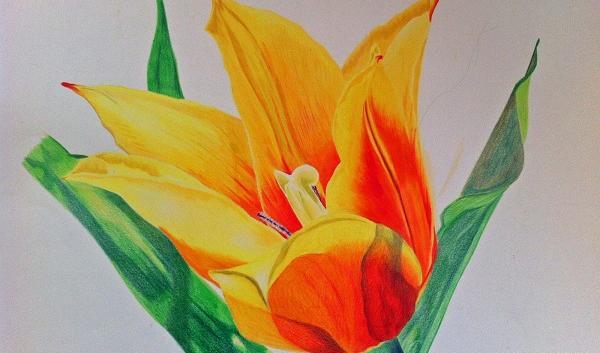 عکس طرح نقاشی گل با مداد رنگی ساده