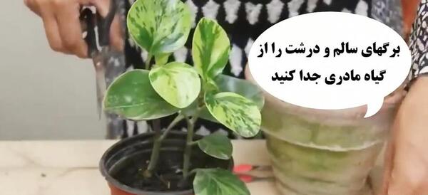عکس نقاشی گل قاشقی