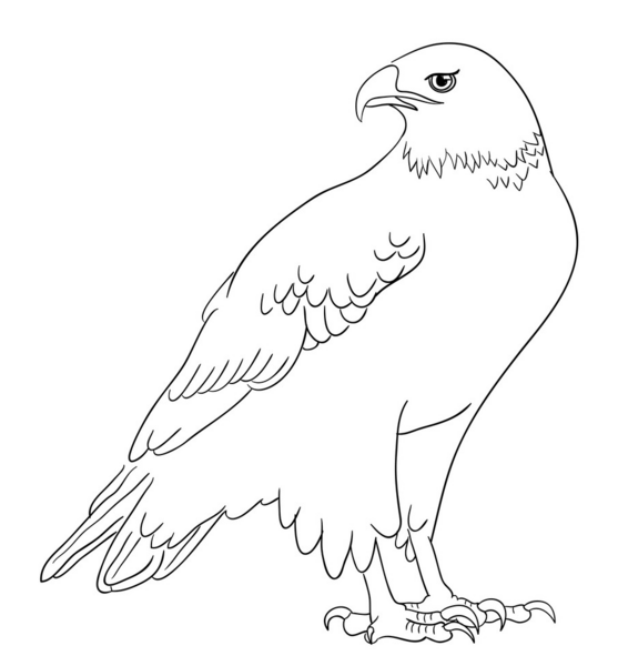 عکس نقاشی ساده عقاب