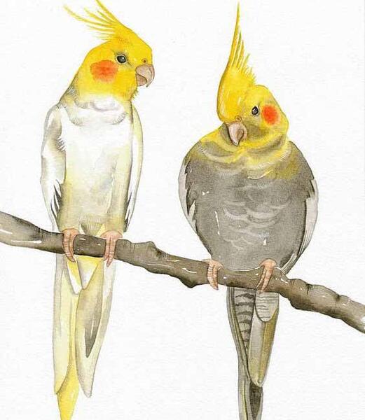 عکس طرح نقاشی عروس هلندی