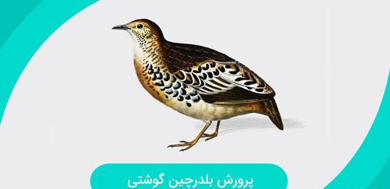 عکس نقاشی صورت جوجه بلدرچین