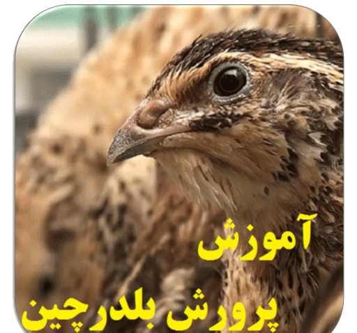 عکس نقاشی صورت جوجه بلدرچین