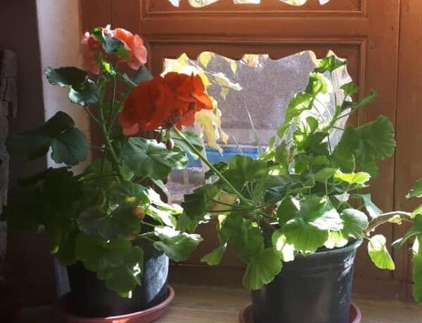 عکس نقاشی گل شمعدانی