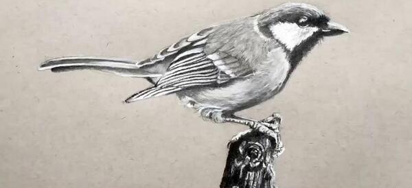عکس نقاشی سیاه قلم پرنده