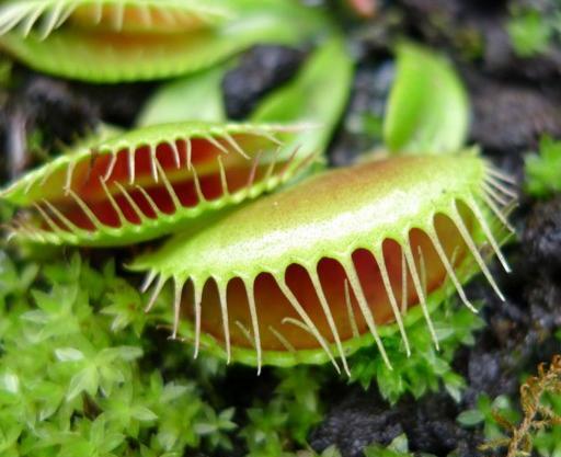 عکس نقاشی گل گوشت خوار