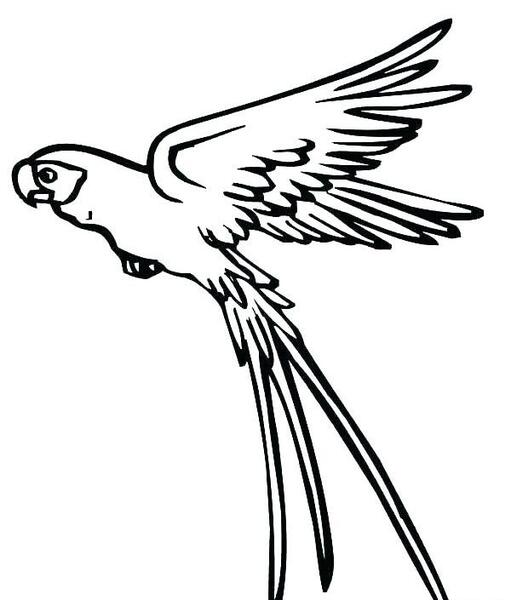 عکس طرح نقاشی طوطی ساده