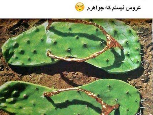 عکس شوهر صورت