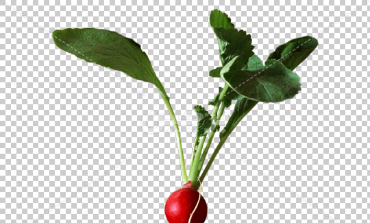 عکس شخصیت کارتونی تربچه