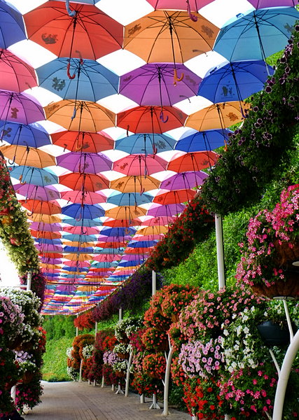 عکس باغ گل دبی