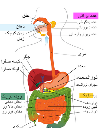 عکس گوارش غذا کلاس چهارم