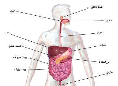 عکس گوارش غذا کلاس چهارم