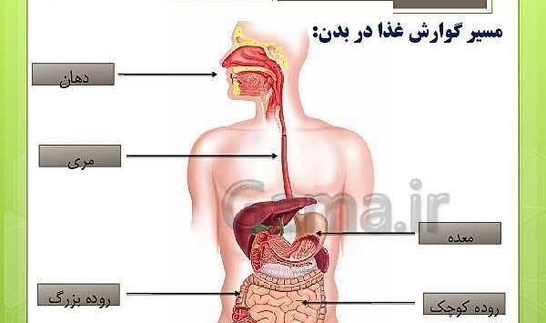 عکس گوارش غذا کلاس چهارم