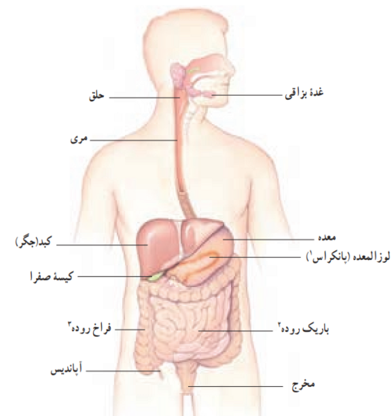 عکس گوارش غذا کلاس چهارم