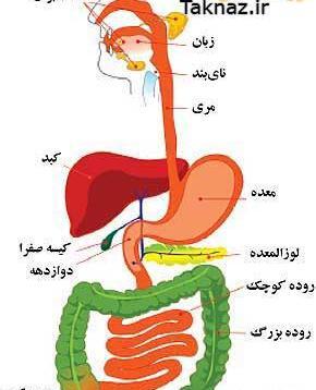 عکس گوارش غذا کلاس چهارم