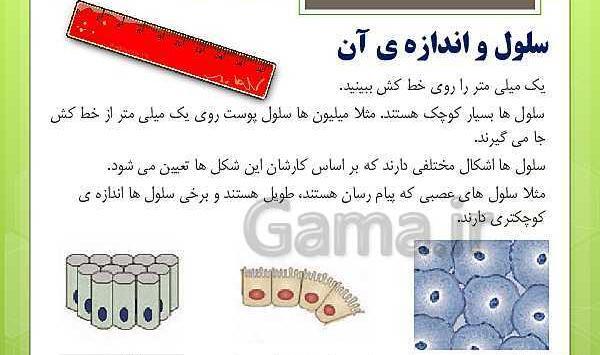 عکس سلول عصبی کلاس چهارم