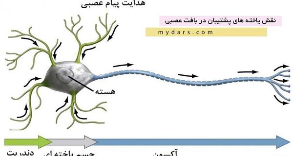 عکس سلول عصبی کلاس چهارم