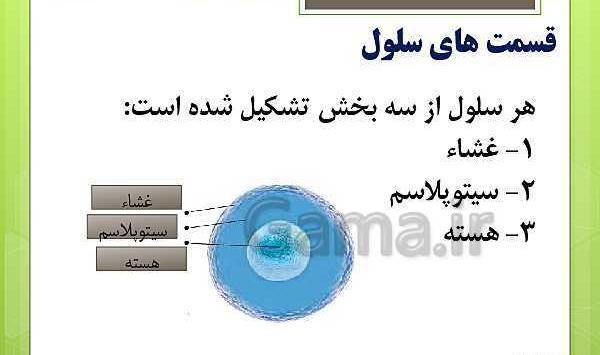 عکس سلول عصبی کلاس چهارم