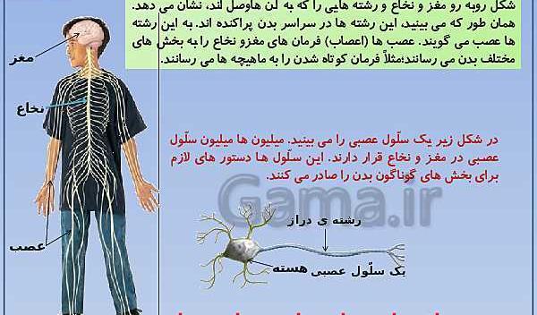 عکس سلول عصبی کلاس پنجم