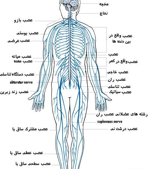 عکس سلول عصبی کلاس پنجم
