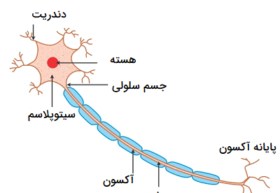 عکس سلول عصبی کلاس پنجم