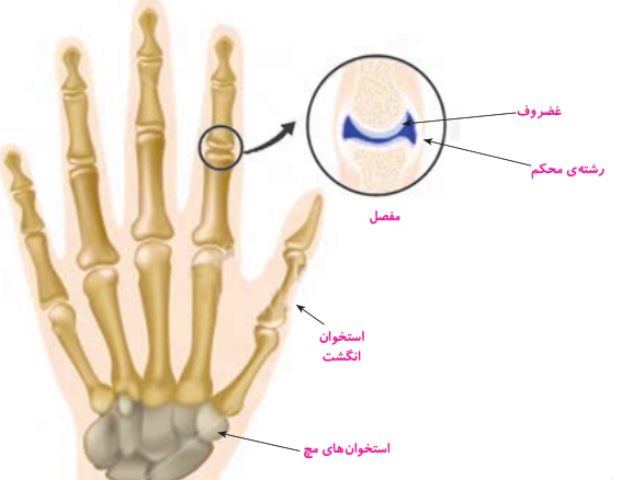 عکس سلول عصبی کلاس پنجم