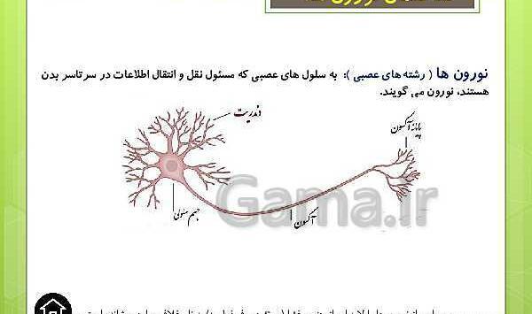 عکس سلول عصبی کلاس پنجم