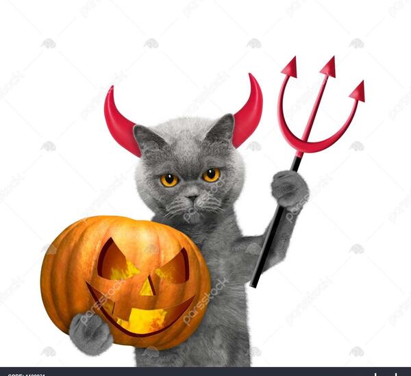 عکس هالووین گربه