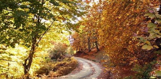عکس تصاویر زیبای پاییز تهران