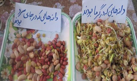 عکس آزمایش لوبیا کلاس دوم