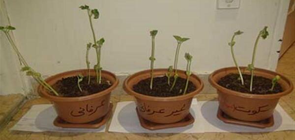 عکس لوبیا کلاس دوم