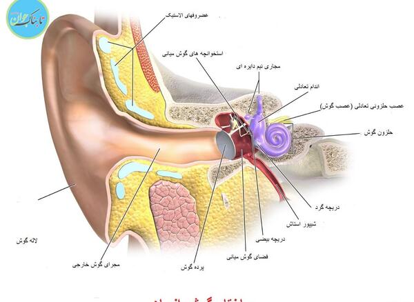 عکس گوش کلاس پنجم