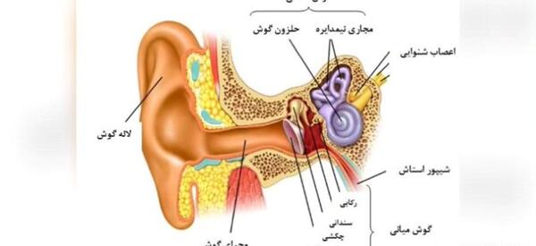 عکس گوش کلاس پنجم