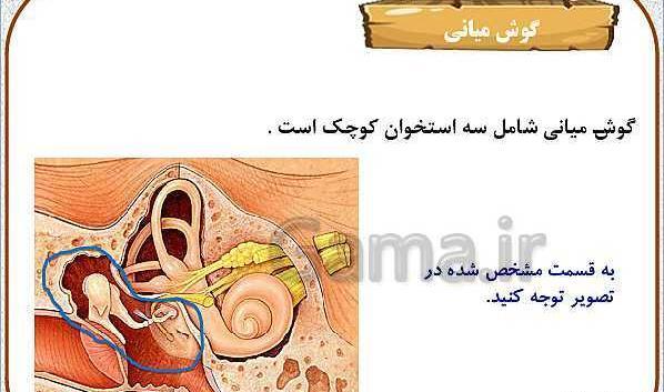 عکس گوش کلاس پنجم