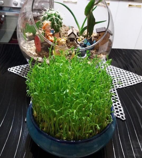 عکس سبزه عید عدس