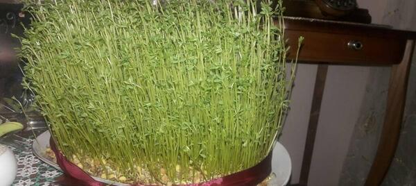 عکس سبزه عید عدس