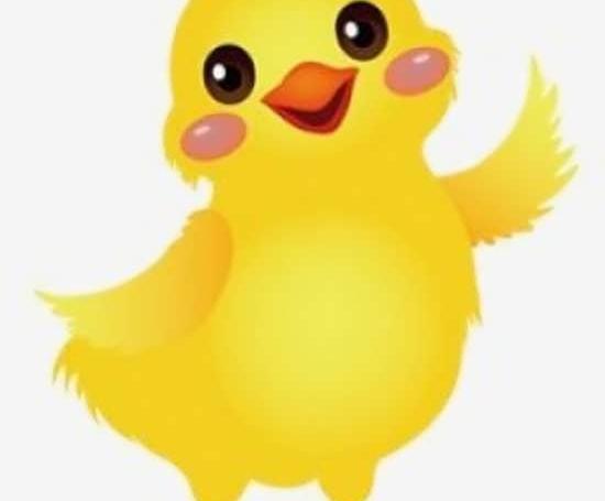 عکس جوجه کلاس اول