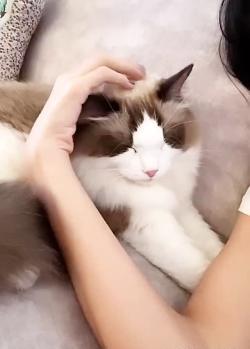 عکس گربه لیسا بلک پینک