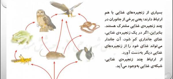 عکس زنجیره غذایی کلاس چهارم