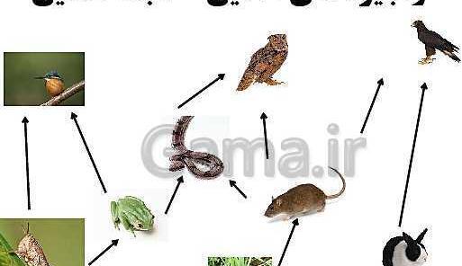 عکس زنجیره غذایی کلاس چهارم