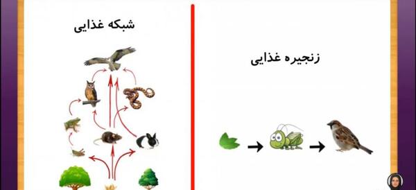 عکس زنجیره غذایی کلاس چهارم