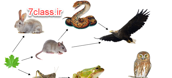 عکس زنجیره غذایی کلاس چهارم