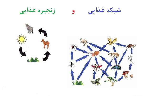 عکس زنجیره غذایی کلاس چهارم