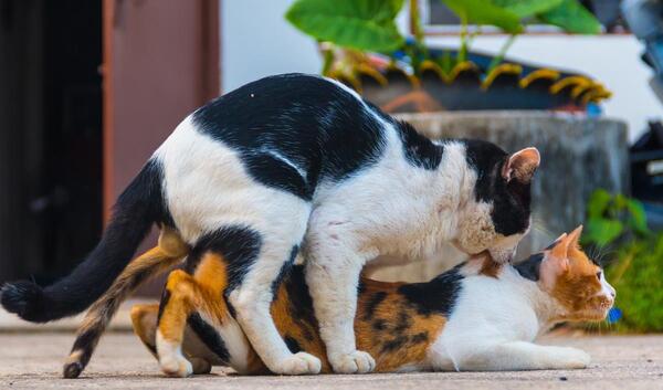 عکس گربه جفت