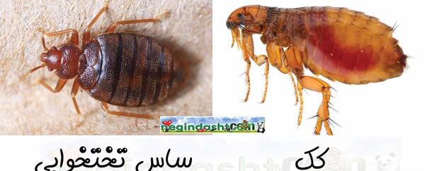 عکس شپش و کک