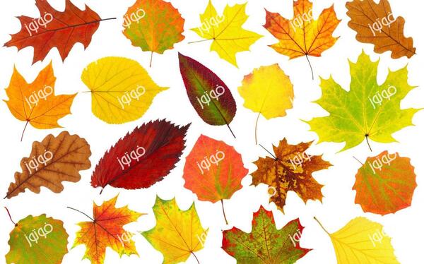 عکس برگ پاییزی برای نقاشی