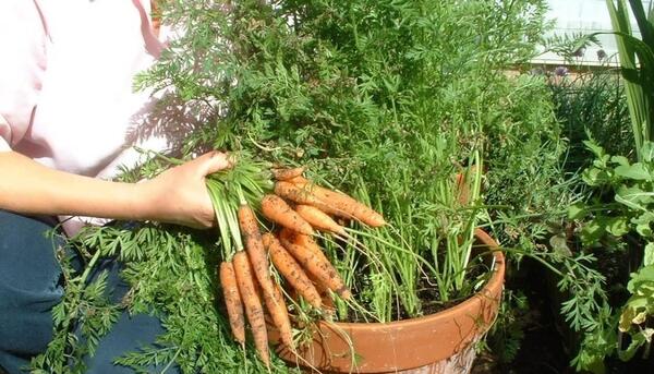 عکس کاشت هویج