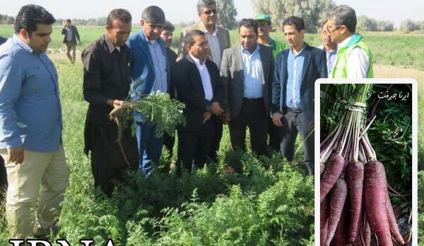 عکس کاشت هویج