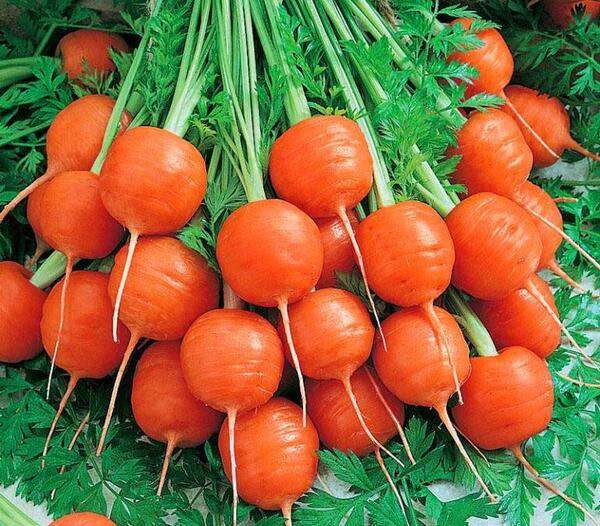 عکس کاشت هویج