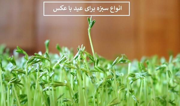 عکس انواع سبزه عید