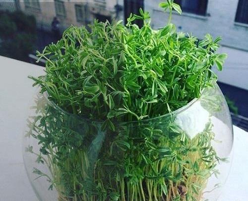عکس انواع سبزه عید